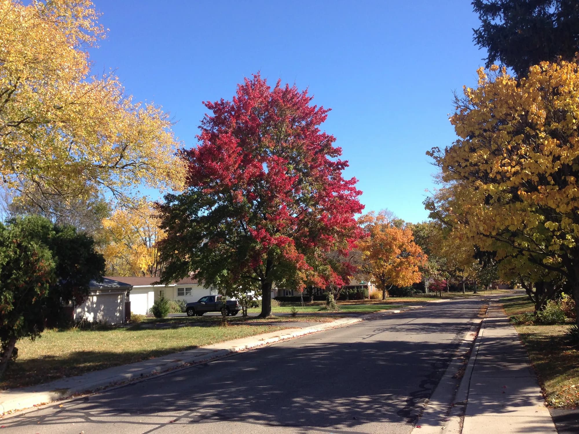 A tree-lined Upper Arlington street in fall, with a bright red maple against a blue sky