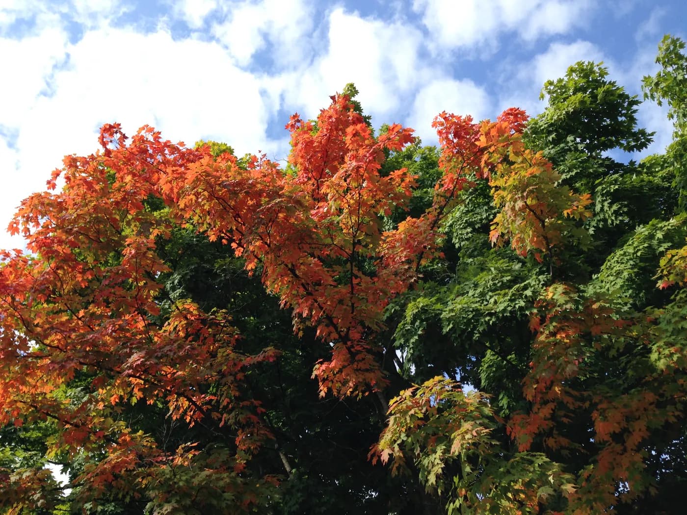 Orange and red maple foliage against a cloudy blue sky in Upper Arlington